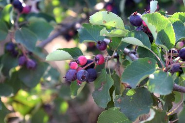  bir Bush'un bir dalı üzerinde olgun çilek