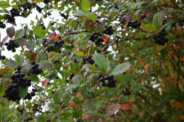 bir Bush'un bir dalı üzerinde siyah meyveleri