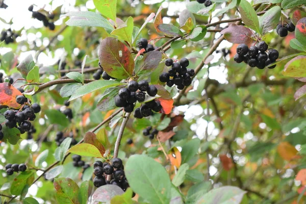 bir Bush'un bir dalı üzerinde siyah meyveleri