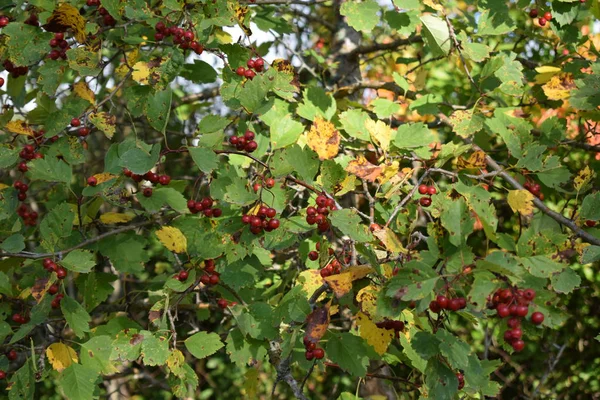 Gröna Äpplen Gren — Stockfoto