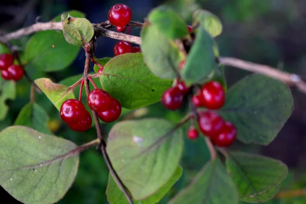 Leuchtend Rote Beeren Sträuchern — Stockfoto