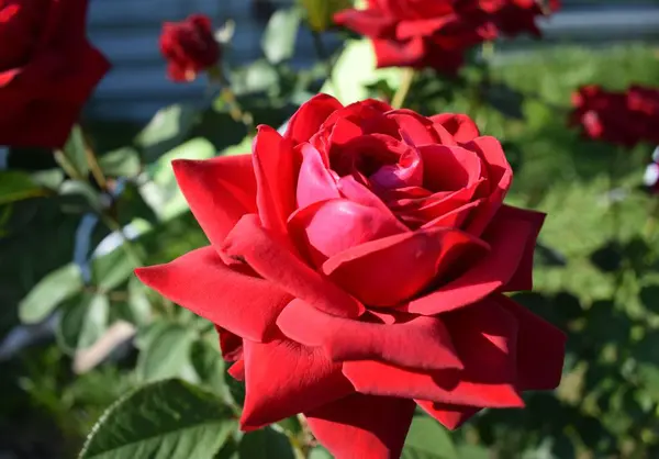 Red Rose Black Background — Stock Photo, Image