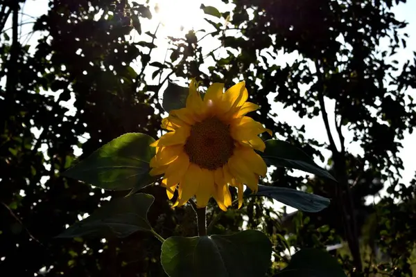 Girasol Sobre Fondo Cielo Azul — Foto de Stock