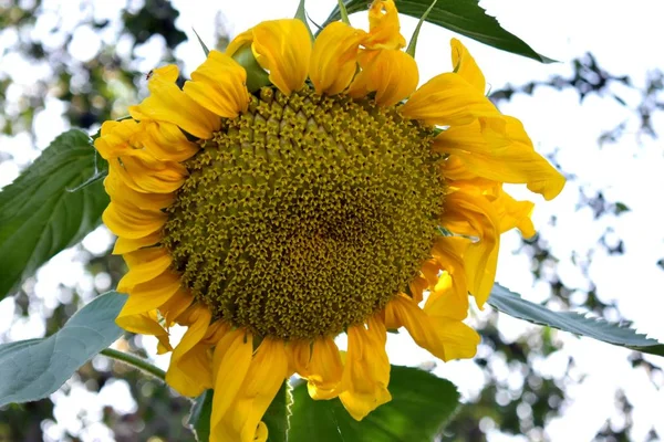 Sonnenblume Vor Blauem Himmel — Stockfoto