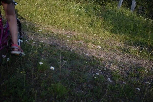 Yaz ormanında yürüyüş.