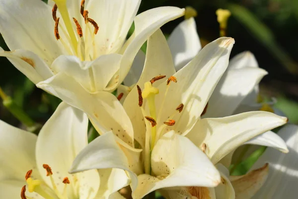 Otwarte Kwiaty Lilie Ogrodzie — Zdjęcie stockowe