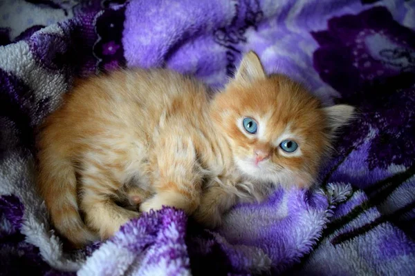 Een Klein Kitten Met Blauwe Ogen — Stockfoto