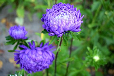 Bahçede açan çiçekler