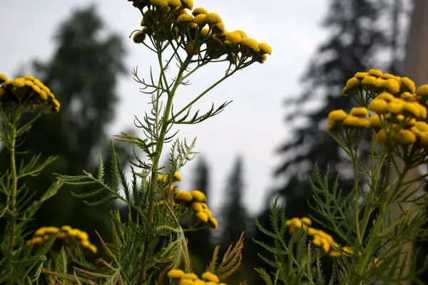 Letni Dzień Trawa Polanie — Zdjęcie stockowe