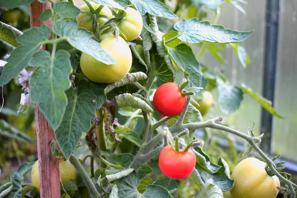 Tomatoes Ripen Vine — Stock Photo, Image