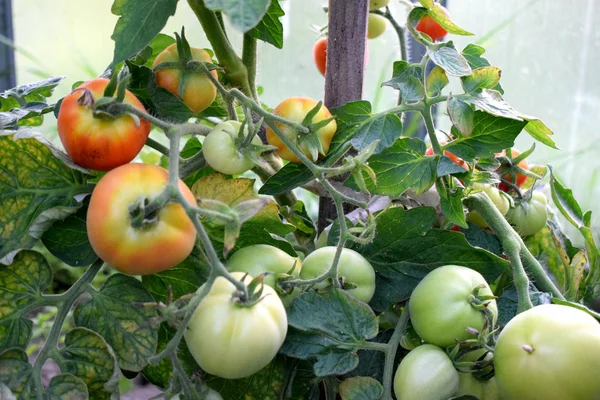 Pomodori Maturano Sulla Vite — Foto Stock