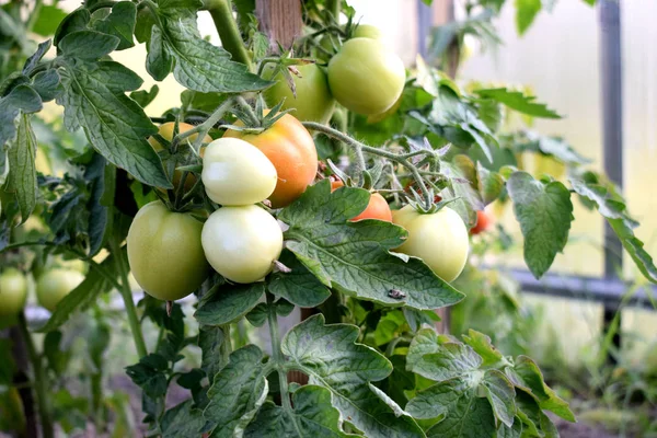 Tomatoes Ripen Vine — Stock Photo, Image
