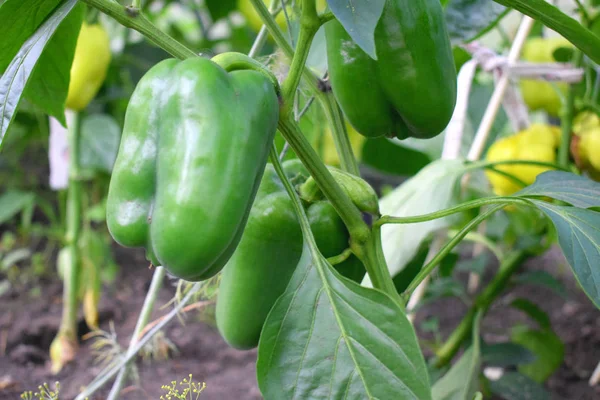 Green Pepper Bush Greenhouse — Stock Photo, Image