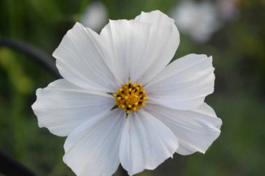 Bahçede açan çiçekler