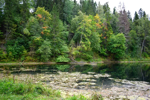 Fluss Wald Die Bäume Spiegeln Sich Wasser — Stockfoto