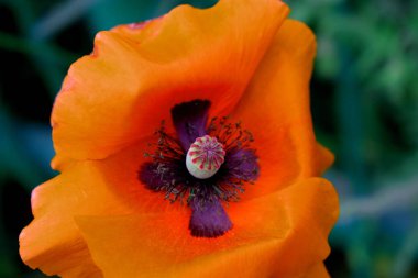 bahçede tam üflemeli çiçek