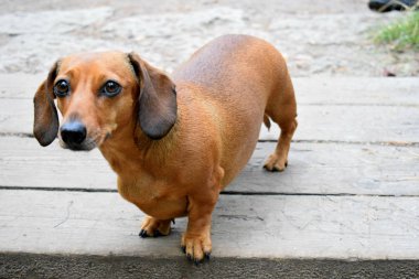tuğla duvar önünde köpek