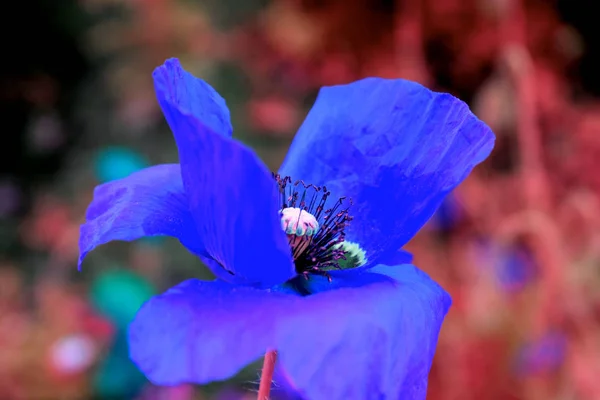 Fleur Fleurie Dans Jardin Été — Photo