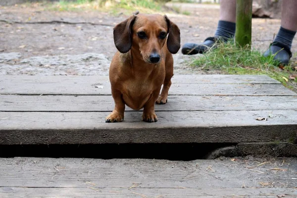 Hond Teckel Voor Een Wandeling Het Park — Stockfoto