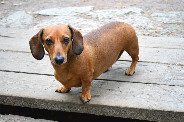 犬は公園で遊ぶ — ストック写真