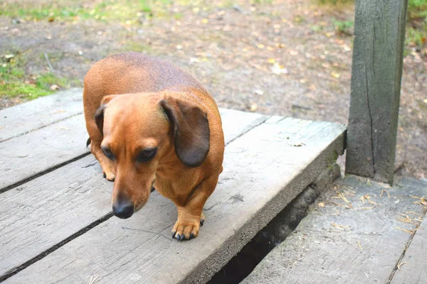 Hund Spielt Park — Stockfoto