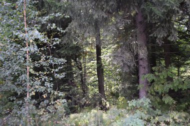 Yaz akşamı, günbatımının arka planında ağaçlar