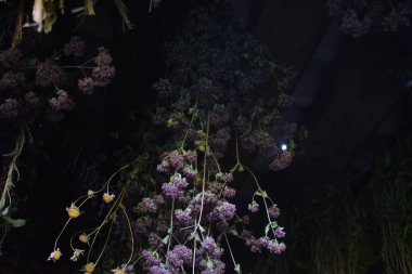 ahırda kurutulmuş alan otlar