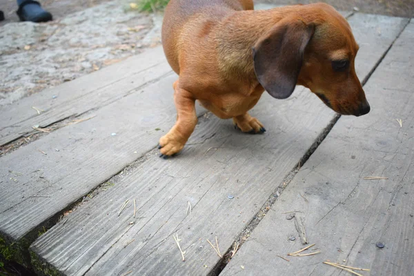 Hund Spielt Park — Stockfoto