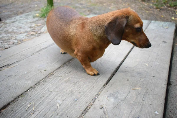 Cão Joga Parque — Fotografia de Stock