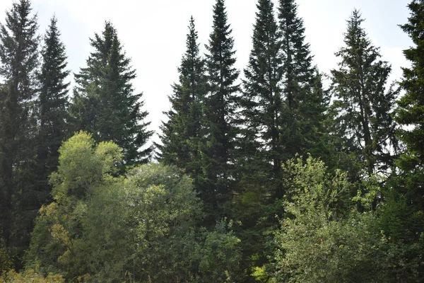 Κωνοφόρα Δέντρα Στο Δάσος — Φωτογραφία Αρχείου