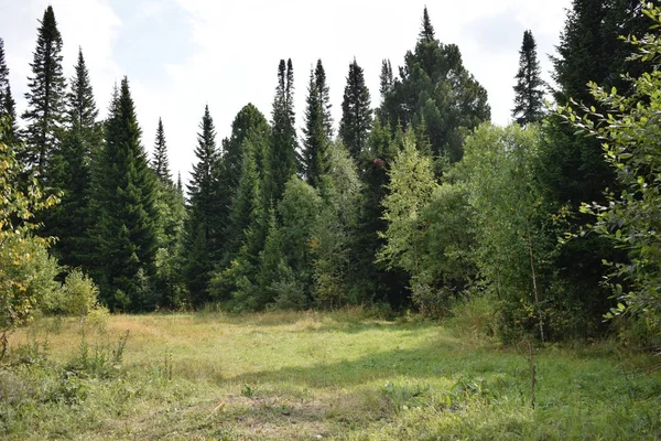 Pohon Konifer Hutan — Stok Foto