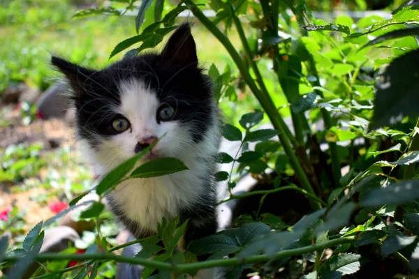 Gatito Pequeño Con Ojos Verdes — Foto de Stock