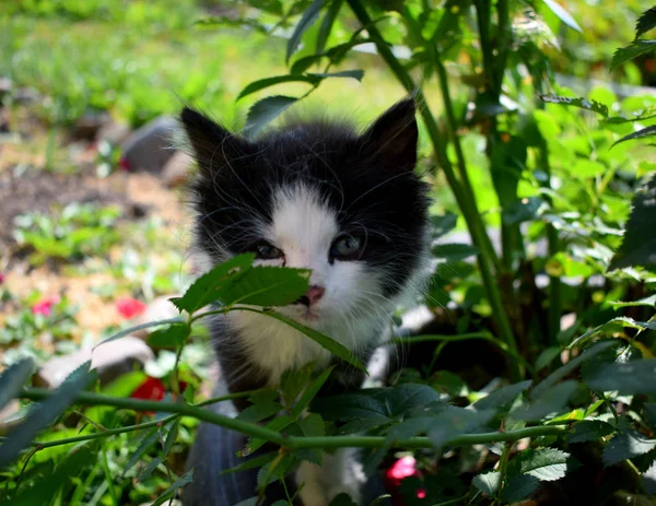 Маленький Котенок Зелеными Глазами — стоковое фото