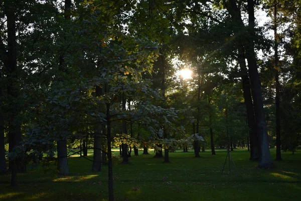 Die Bäume Wald Sommer — Stockfoto