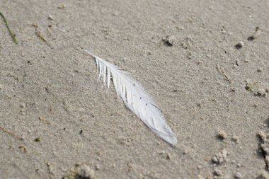 kum üzerinde beyaz kuş tüyü