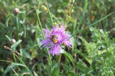 yeşil çim arka plan üzerinde çiçek