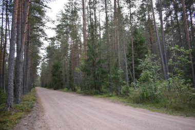 Yazın ormanda yeşil ağaçlar
