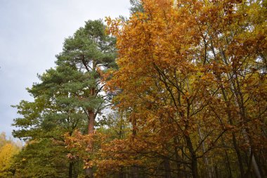 Parkta altın sonbahar