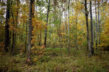 Parkta altın sonbahar