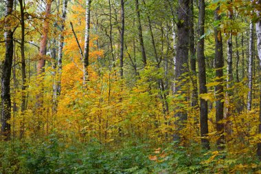 Parkta altın sonbahar