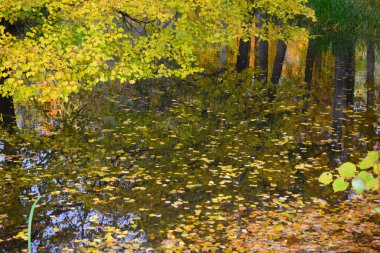 Göl ve ağaçlarla dolu sonbahar manzarası