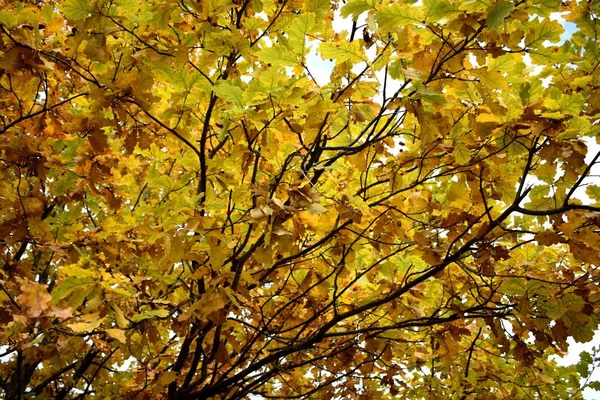 Automne Doré Dans Parc — Photo