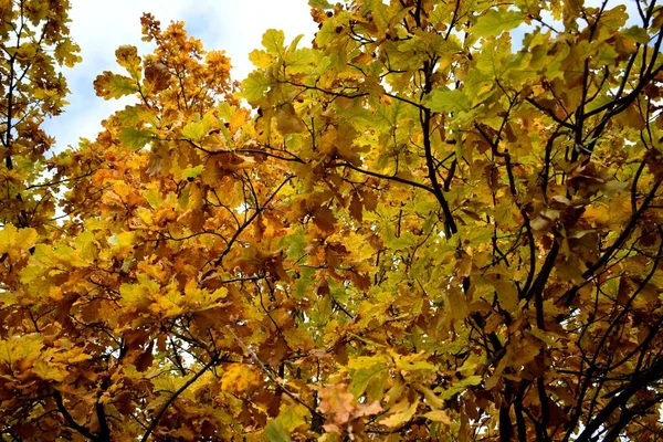 Goldener Herbst Park — Stockfoto