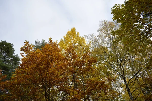 Zlatý Podzim Parku — Stock fotografie