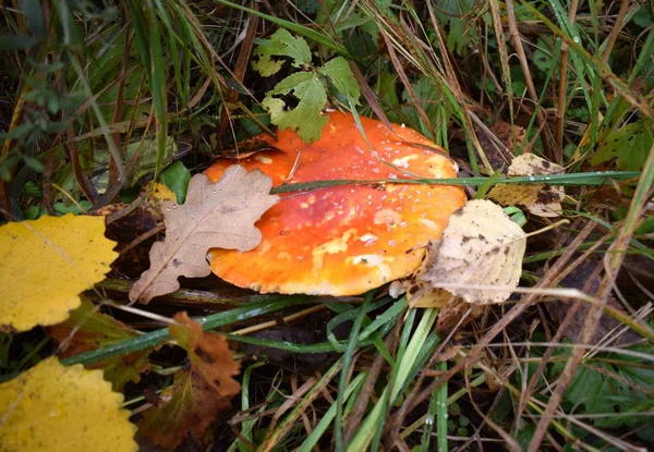 Autumn Mushrooms Grass — Stock Photo, Image