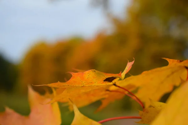 Folhas Outono Amarelo Parque — Fotografia de Stock