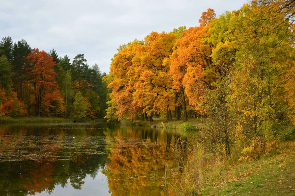 Göl Ağaçlarla Dolu Sonbahar Manzarası — Stok fotoğraf