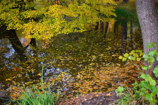 Herfst Landschap Met Meer Bomen — Stockfoto