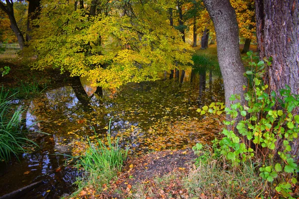 Jesienny Krajobraz Jeziorem Drzewami — Zdjęcie stockowe