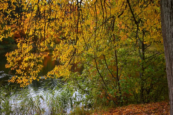 Höst Landskap Med Sjö Och Träd — Stockfoto